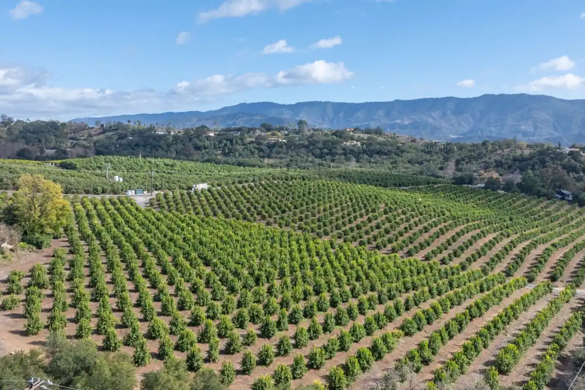 Orchards and mountains in the Ojai area